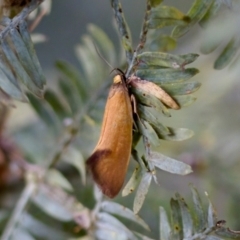 Delexocha ochrocausta at Florey, ACT - 22 Oct 2023