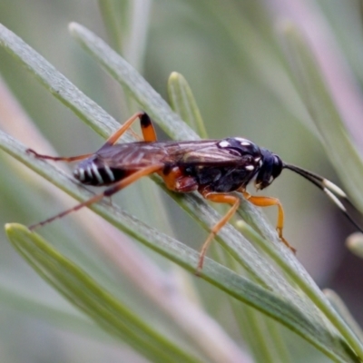 Ichneumonidae (family) (Unidentified ichneumon wasp) at Florey, ACT - 22 Oct 2023 by KorinneM