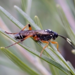 Ichneumonidae (family) at Florey, ACT - suppressed