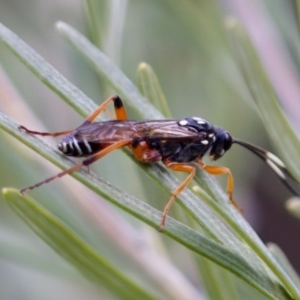 Ichneumonidae (family) at Florey, ACT - suppressed