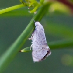 Eupselia melanostrepta (A Twig moth) at Florey, ACT - 22 Oct 2023 by KorinneM