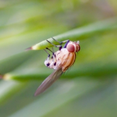 Sapromyza brunneovittata (A lauxid fly) at Florey, ACT - 22 Oct 2023 by KorinneM