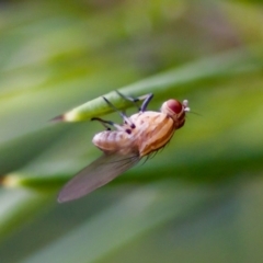 Sapromyza brunneovittata at Florey, ACT - 22 Oct 2023