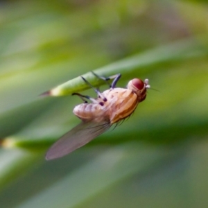 Sapromyza brunneovittata at Florey, ACT - 22 Oct 2023