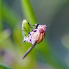 Sapromyza brunneovittata at Florey, ACT - 22 Oct 2023