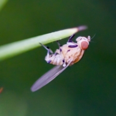 Sapromyza brunneovittata at Florey, ACT - suppressed