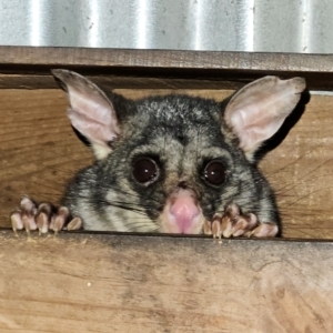 Trichosurus vulpecula at Braidwood, NSW - 15 Jul 2024 05:16 PM