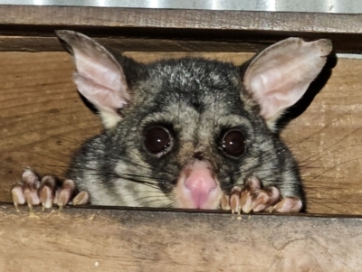 Trichosurus vulpecula (Common Brushtail Possum) at Braidwood, NSW - 15 Jul 2024 by MatthewFrawley