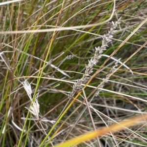 Carex appressa at Gundary, NSW - 15 Jul 2024