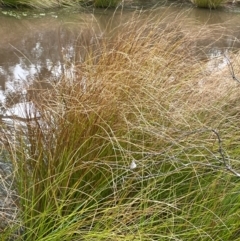 Carex appressa at Gundary, NSW - 15 Jul 2024