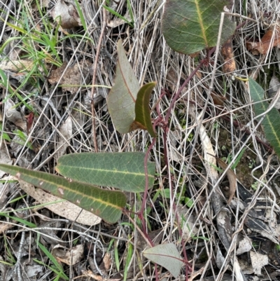 Hardenbergia violacea (False Sarsaparilla) at Gundary, NSW - 15 Jul 2024 by JaneR