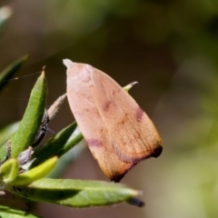 Tortricopsis uncinella (Wingia group) at Florey, ACT - 28 Oct 2023 by KorinneM