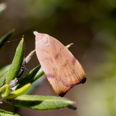 Tortricopsis uncinella (A concealer moth) at Florey, ACT - 28 Oct 2023 by KorinneM