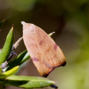 Tortricopsis uncinella at Florey, ACT - 28 Oct 2023