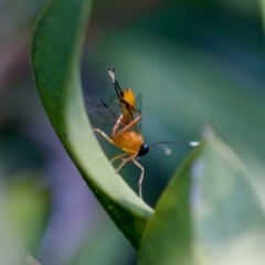 Stiromesostenus sp. (genus) (An ichneumon wasp) at Florey, ACT - 28 Oct 2023 by KorinneM