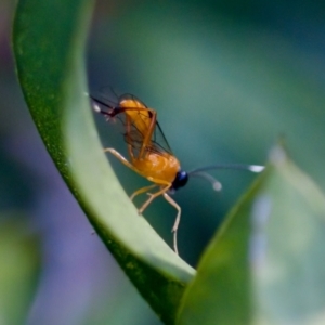 Stiromesostenus sp. (genus) at Florey, ACT - suppressed