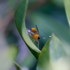 Stiromesostenus sp. (genus) at Florey, ACT - suppressed