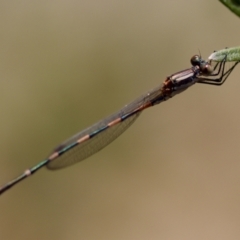 Austrolestes leda (Wandering Ringtail) at Florey, ACT - 28 Oct 2023 by KorinneM