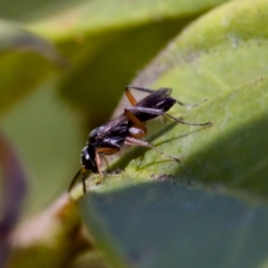 Pompilidae (family) at Florey, ACT - 28 Oct 2023