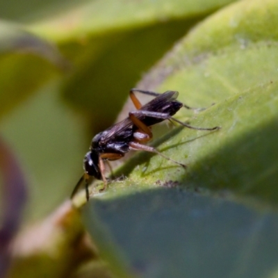 Pompilidae (family) at Florey, ACT - 28 Oct 2023 by KorinneM