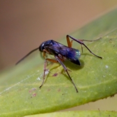 Pompilidae (family) at Florey, ACT - 28 Oct 2023