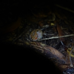 Ponderconcha morosa at Brunswick Heads, NSW - 6 Jul 2024 by Starflower