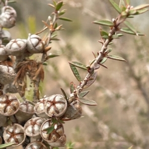 Leptospermum continentale at Gundary, NSW - 15 Jul 2024