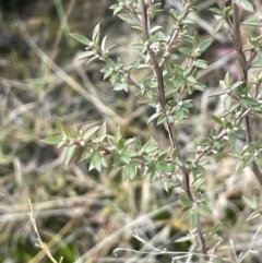 Leptospermum continentale at Gundary, NSW - 15 Jul 2024