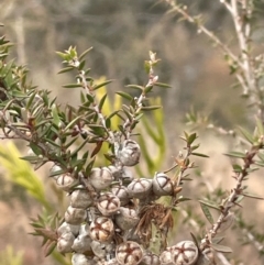 Leptospermum continentale at Gundary, NSW - 15 Jul 2024