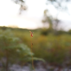 Caleana major at Brunswick Heads, NSW - suppressed