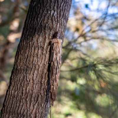 Metura elongatus at Brunswick Heads, NSW - 13 Jul 2024 by Starflower