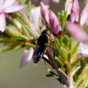 Odontomyia opertanea at Florey, ACT - 2 Oct 2023