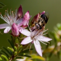 Odontomyia opertanea at Florey, ACT - 2 Oct 2023