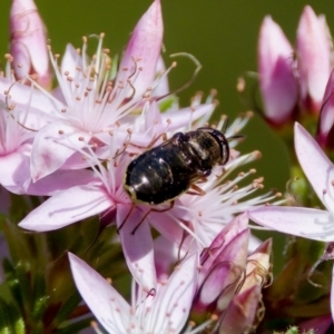 Odontomyia opertanea at Florey, ACT - 2 Oct 2023