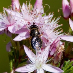 Odontomyia opertanea at Florey, ACT - 2 Oct 2023