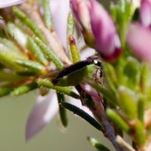 Odontomyia opertanea at Florey, ACT - 2 Oct 2023