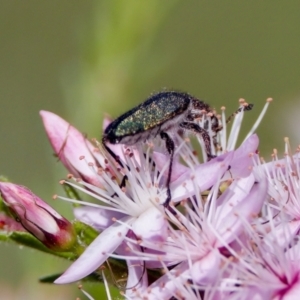 Eleale sp. (genus) at Florey, ACT - 2 Oct 2023