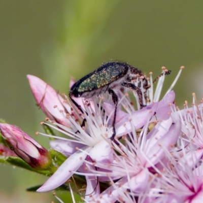 Eleale sp. (genus) (Clerid beetle) at Florey, ACT - 2 Oct 2023 by KorinneM