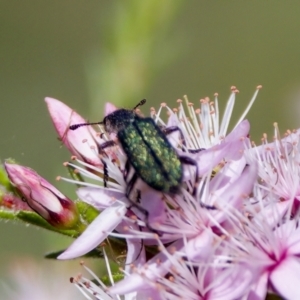 Eleale sp. (genus) at Florey, ACT - 2 Oct 2023