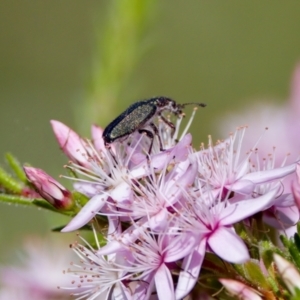 Eleale sp. (genus) at Florey, ACT - 2 Oct 2023