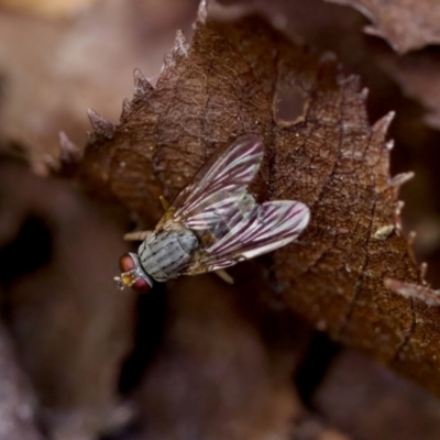 Pygophora sp. (genus) (A muscid fly) at Florey, ACT - 2 Oct 2023 by KorinneM