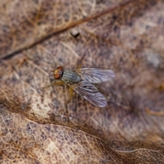 Pygophora sp. (genus) at suppressed - 2 Oct 2023