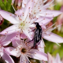 Mordella sp. (genus) (Pintail or tumbling flower beetle) at Florey, ACT - 2 Oct 2023 by KorinneM