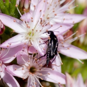 Mordella sp. (genus) at Florey, ACT - 2 Oct 2023