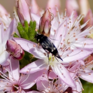 Mordella sp. (genus) at Florey, ACT - 2 Oct 2023