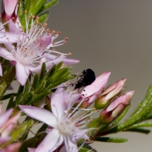 Mordella sp. (genus) at Florey, ACT - 2 Oct 2023