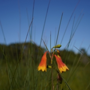 Blandfordia grandiflora at Brunswick Heads, NSW - 14 Jan 2024