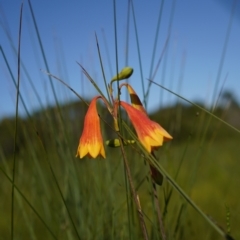 Blandfordia grandiflora at Brunswick Heads, NSW - suppressed