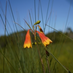 Blandfordia grandiflora at Brunswick Heads, NSW - 14 Jan 2024