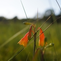 Blandfordia grandiflora at Brunswick Heads, NSW - 14 Jan 2024